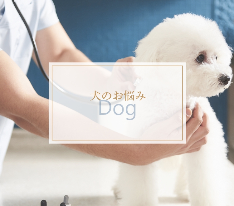 犬のお悩み