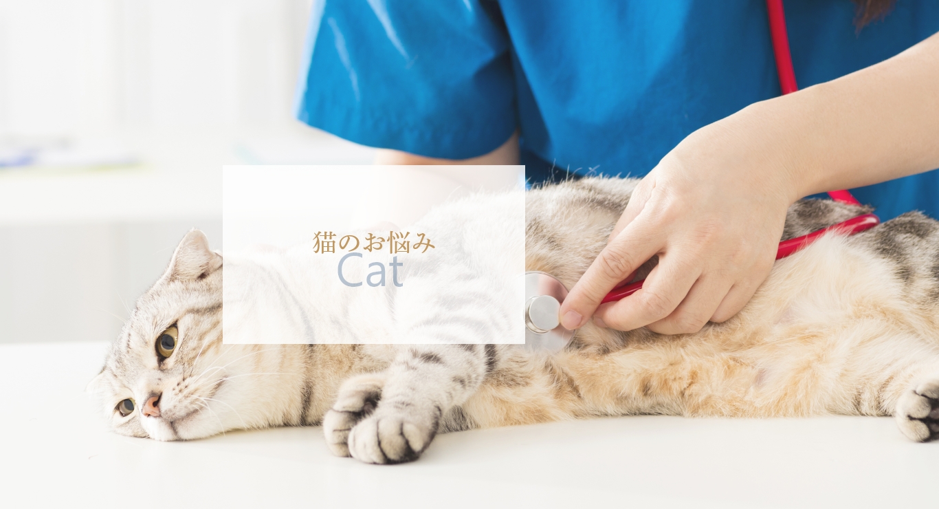 猫のお悩み