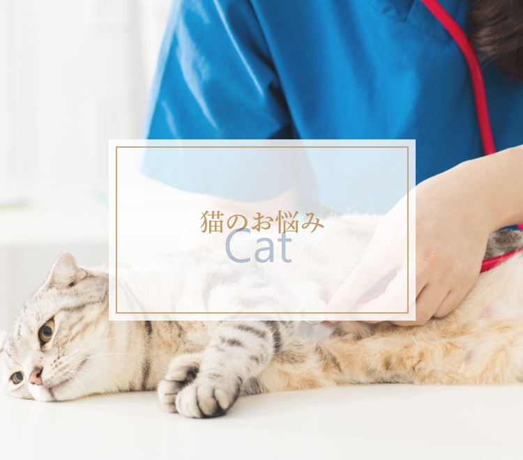 猫のお悩み